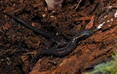 Plethodon jacksoni