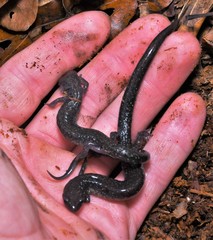 Plethodon jacksoni