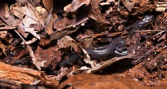 Plethodon jacksoni
