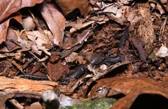 Plethodon jacksoni