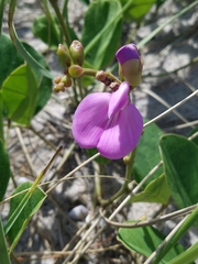 Canavalia rosea