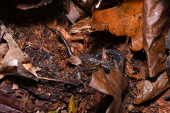 Plethodon jacksoni
