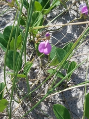 Canavalia rosea