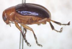 Chalcophana mutabilis