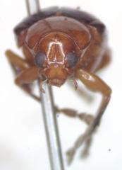 Chalcophana mutabilis