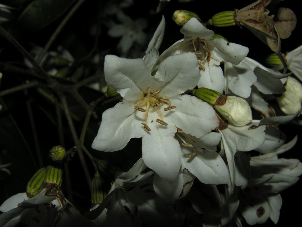 Cordia megalantha