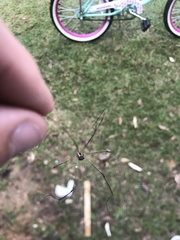 Leiobunum bimaculatum