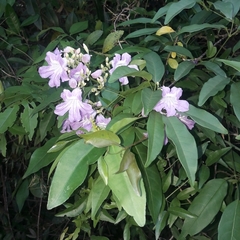Fridericia chica