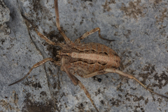 Odiellus troguloides