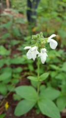 Salvia assurgens