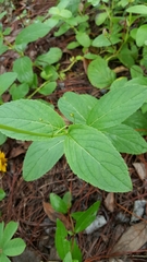 Salvia assurgens