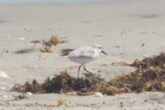 Calidris alba