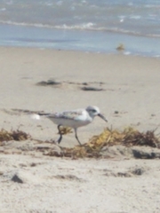 Calidris alba