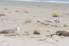 Calidris alba