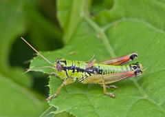 Pseudopodisma transilvanica