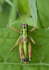 Pseudopodisma transilvanica