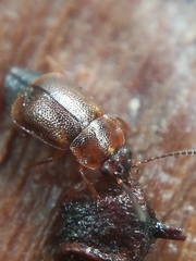 Anthobium atrocephalum