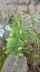 Tagetes filifolia