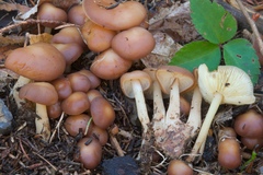 Gymnopus ocior
