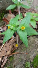 Millerieae