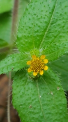 Millerieae