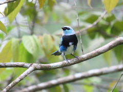 Stilpnia nigrocincta