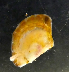 Electroma papilionacea