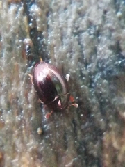 Leiodinae