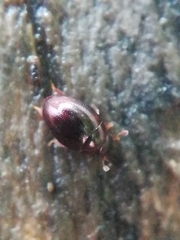 Leiodinae