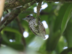 Picumnus squamulatus