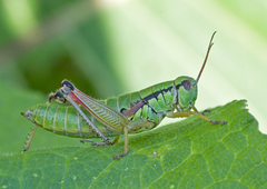 Pseudopodisma transilvanica
