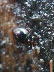 Leiodinae