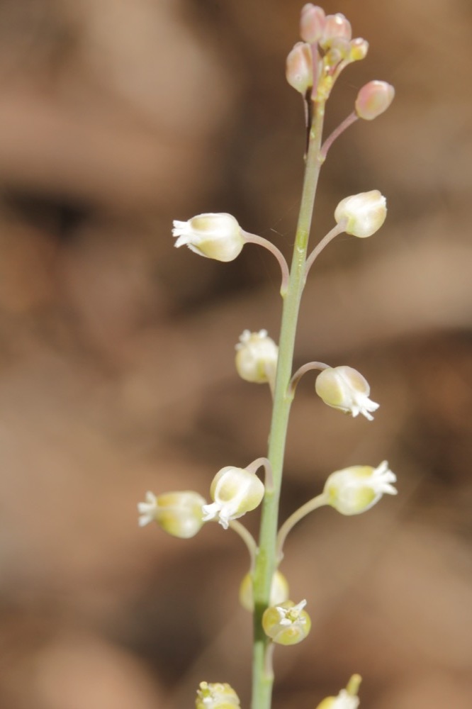 Pennellia tricornuta