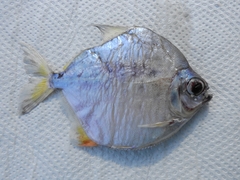 Plain Metynnis photo 3