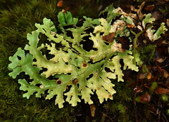 Pseudocyphellaria homoeophylla