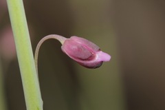Pennellia longifolia