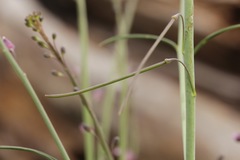 Pennellia longifolia