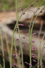 Pennellia longifolia
