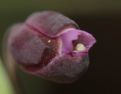 Pennellia longifolia