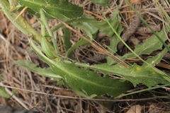 Pennellia longifolia
