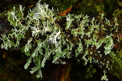 Bunodophoron australe