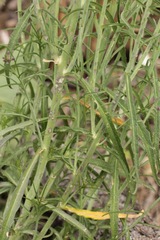 Pennellia longifolia
