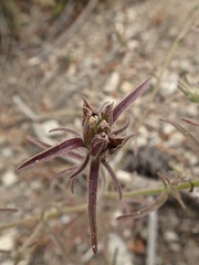 Pedicularideae