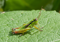 Pseudopodisma transilvanica