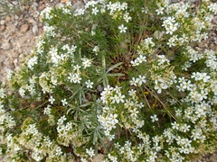 Polemoniaceae