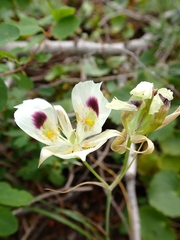 Calochortus eurycarpus