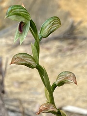 Pterostylis chocolatina