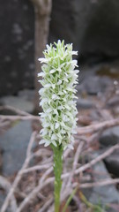 Platanthera elegans elegans