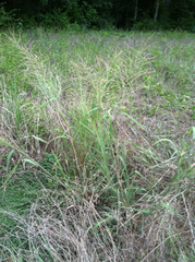 Leptochloa mucronata