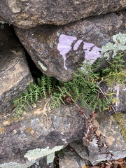 Woodsiaceae